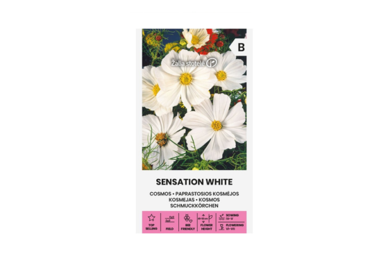 بذور كوزموس سينسيشن وايت – Sensation White